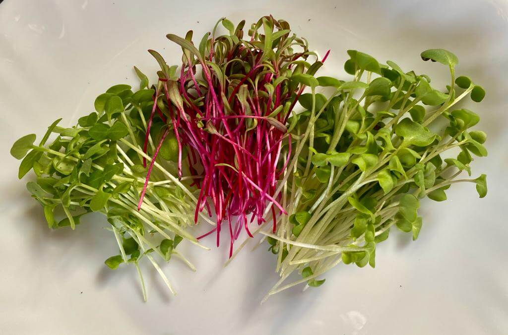Salad Trinity