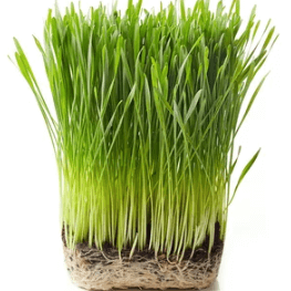 Wheatgrass