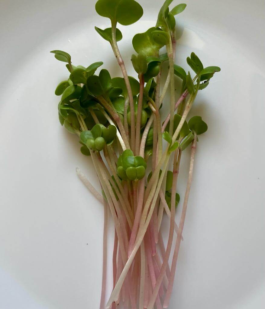 Radish China Rose