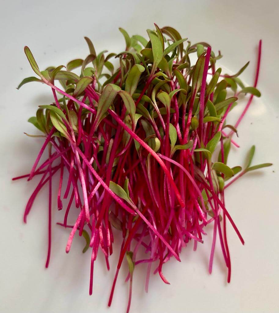 Beetroot Microgreens