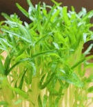 Spinach Microgreens